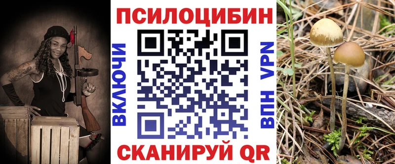 Галлюциногенные грибы Psilocybe  Каменногорск 